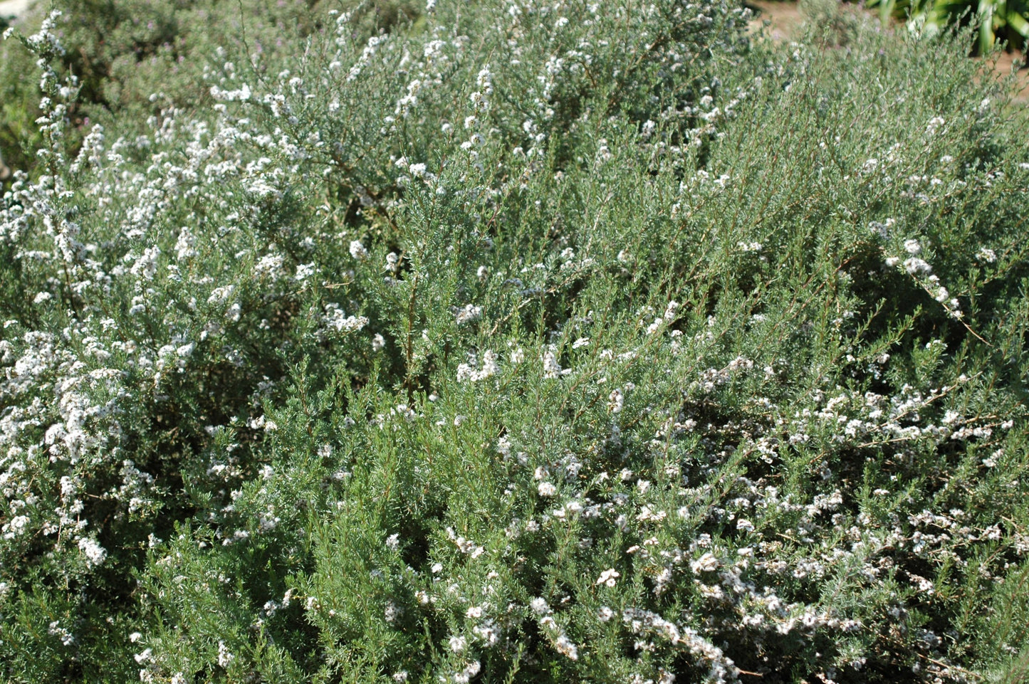 Fynbos collection: Kapokbos & Lavender soap